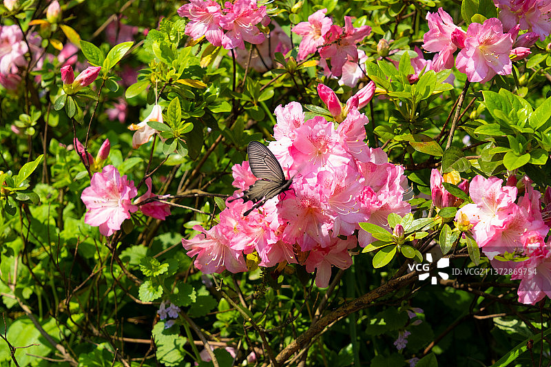湖北武汉黄陂木兰云雾山春季风光图片素材