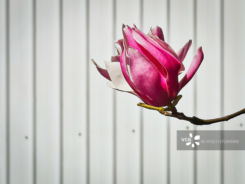 紫玉兰图片素材