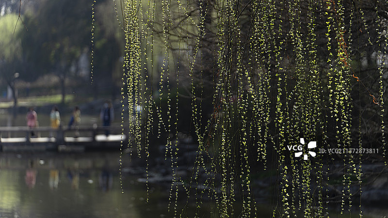 三月春柳图片素材