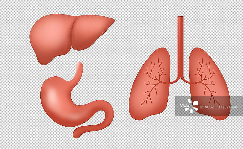 人体器官插画图片素材