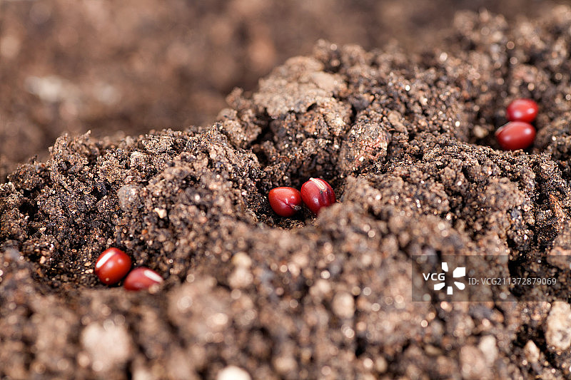 种在土壤里的种子图片素材