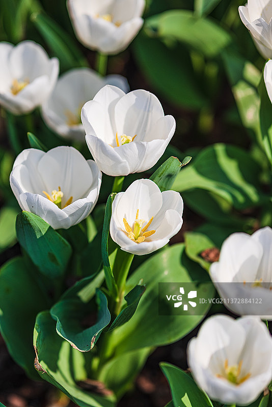 郁金香图片素材