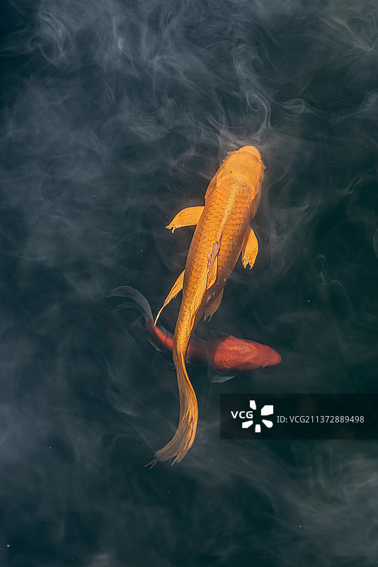 鱼在海里游泳的高角度视图图片素材