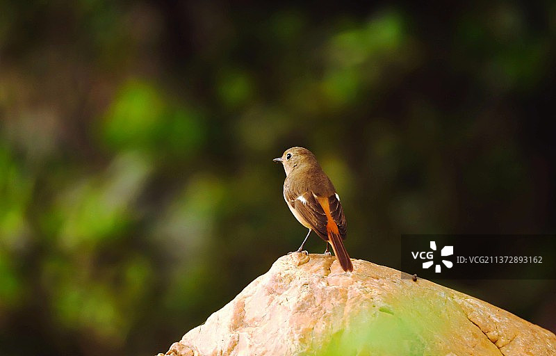 北红尾鸲图片素材