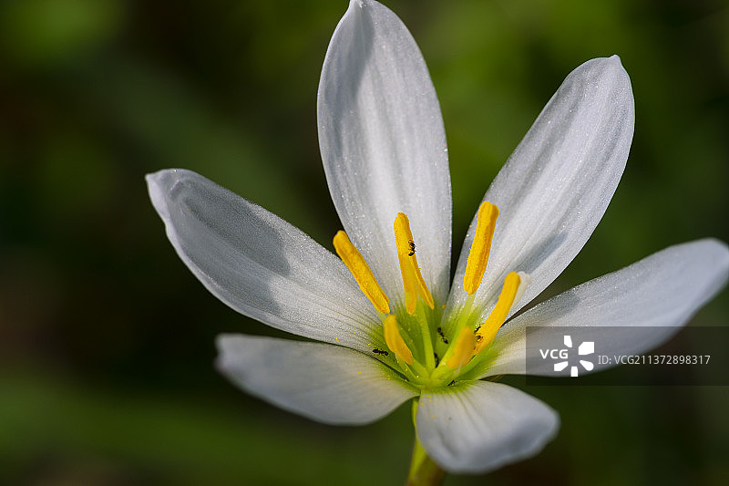 葱莲花图片素材