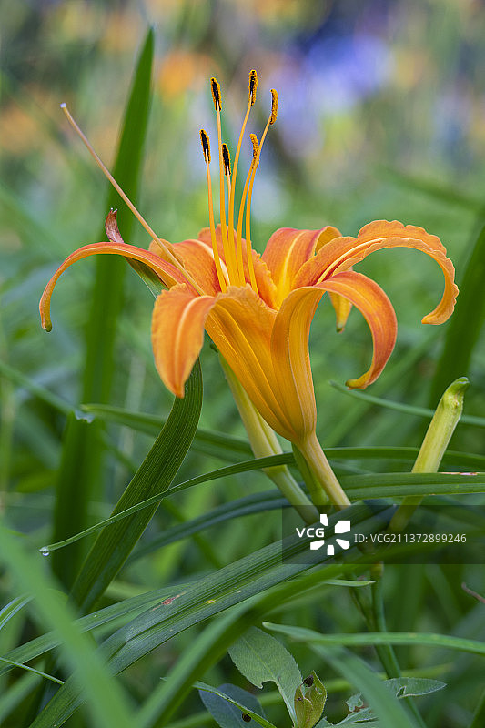 萱草又名忘忧草图片素材