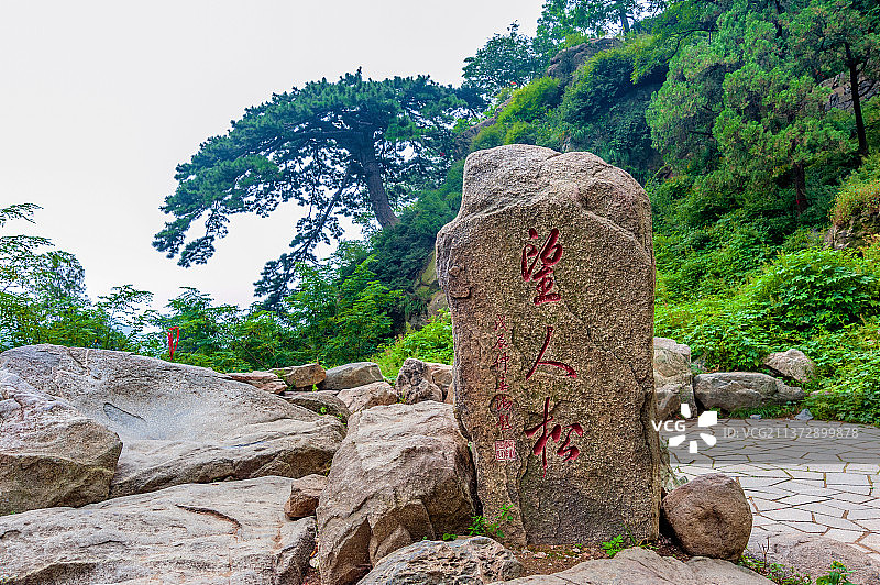 中国山东泰安泰山美人松图片素材