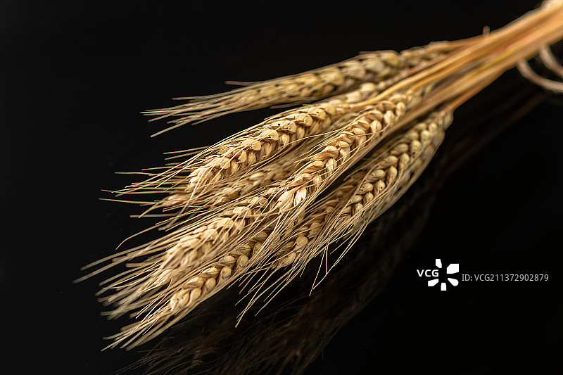 小麦麦子麦穗特写黑色背景图片素材