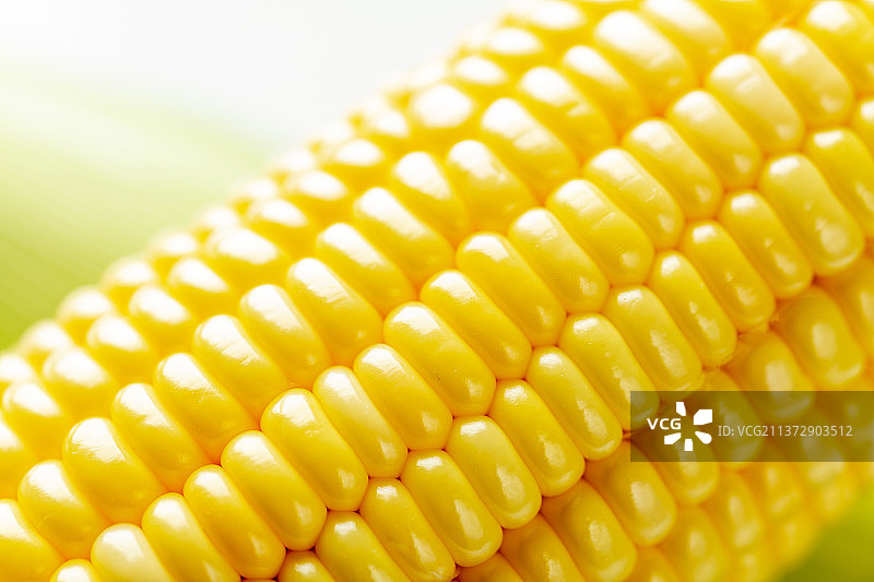 粮食作物玉米特写白色背景图片素材