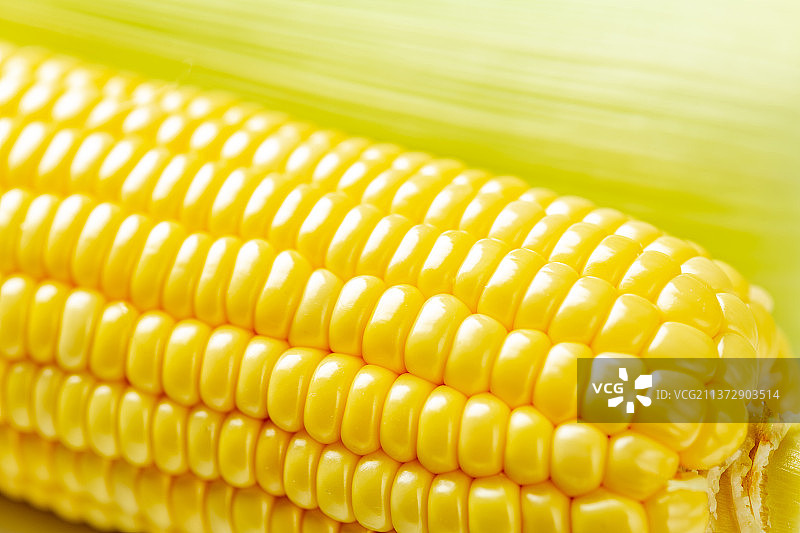 粮食作物玉米特写白色背景图片素材