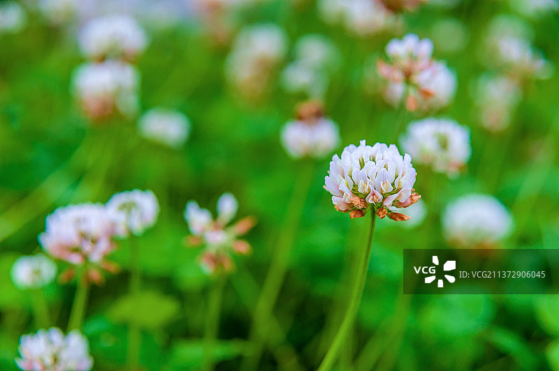 豆科植物白车轴草的白色小花图片素材