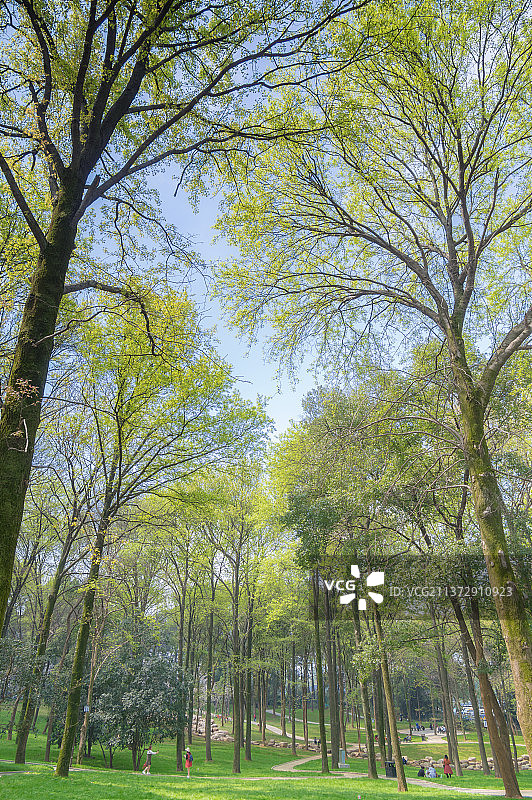 湖北武汉东湖风景区夏日风光图片素材