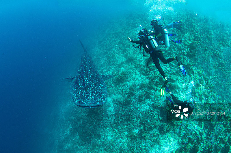 潜水员小组在马尔代夫观察鲸鲨图片素材