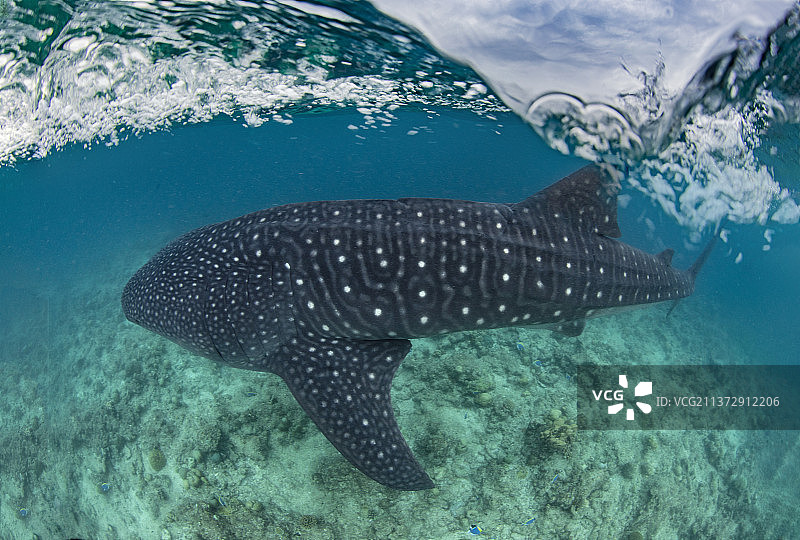 水面下的鲸鲨图片素材