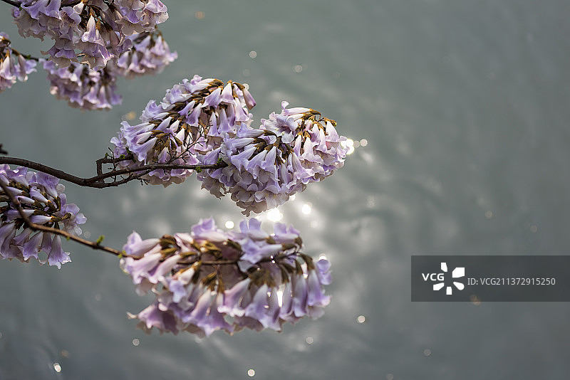 泡桐花图片素材