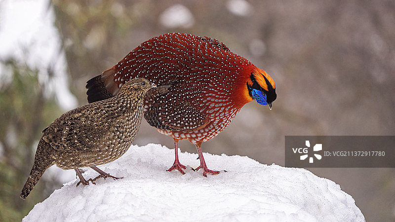 红腹角雉图片素材