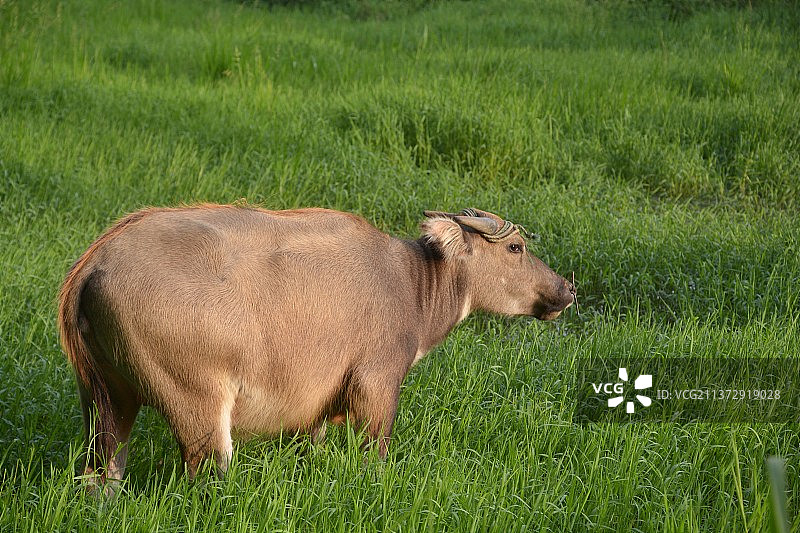 草地上的牛图片素材