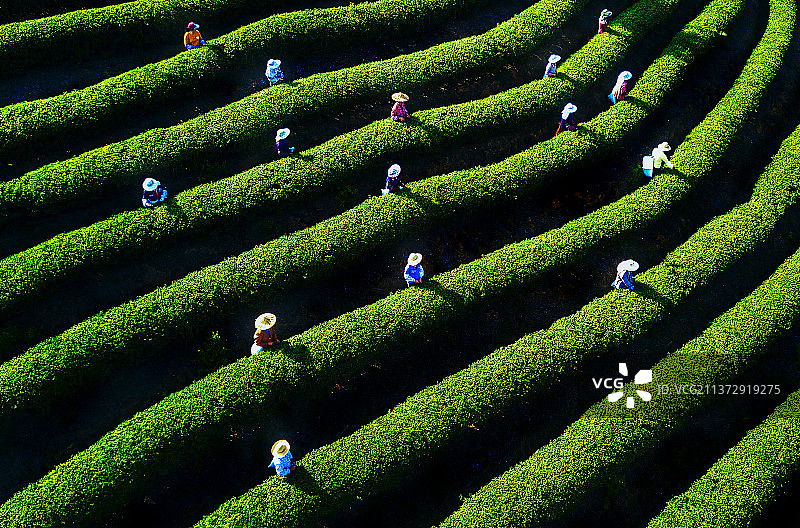 茶园春早图片素材