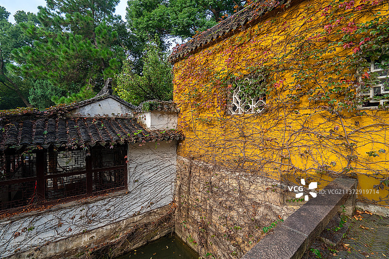 覆满院墙+江苏省苏州市吴中区天平山风景名胜区图片素材