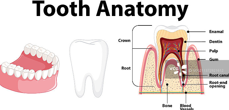 牙科科学人体信息图图片素材