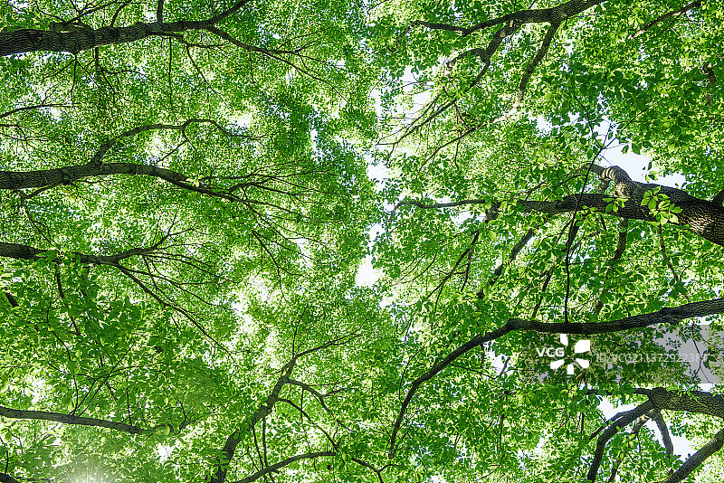 绿色树木背景图片素材