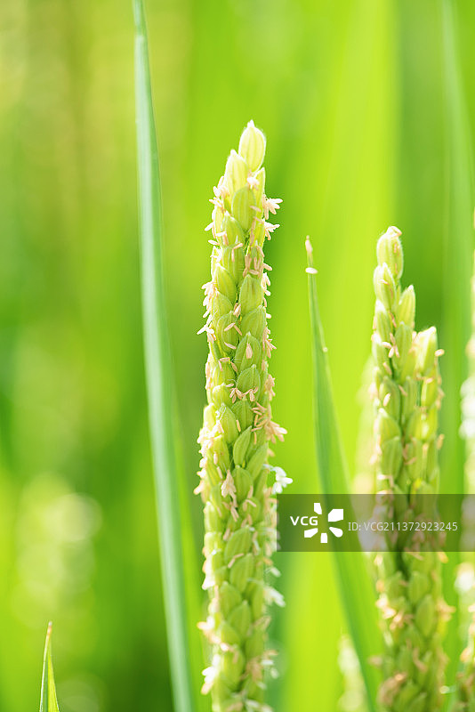 稻花飘香图片素材