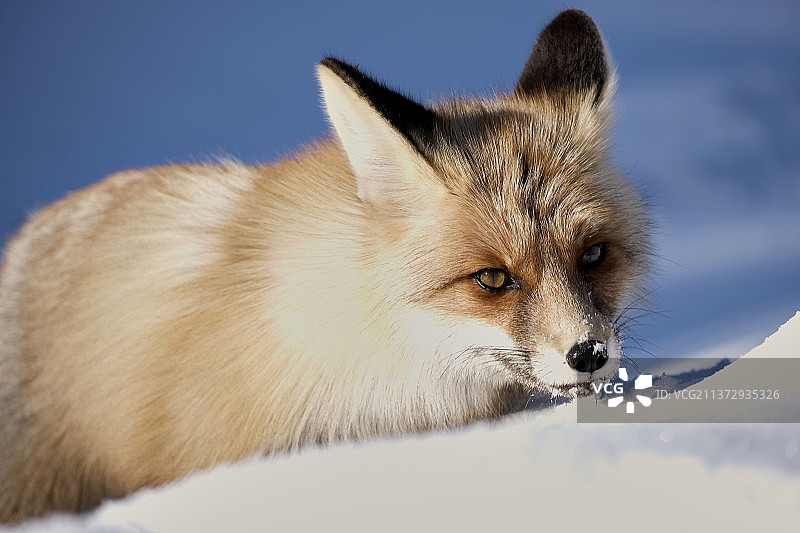 《雪狐狸》图片素材