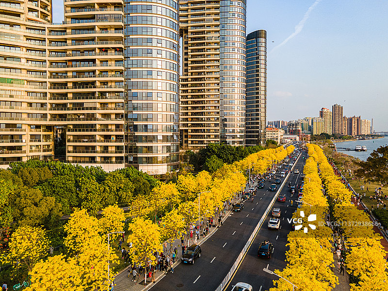 广州洲头咀公园和春季盛开的黄花风铃木图片素材