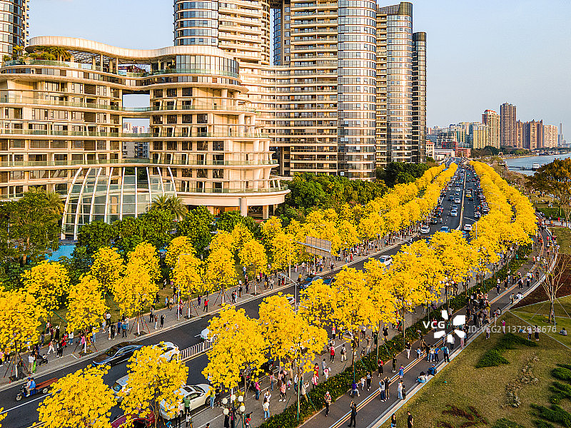 广州洲头咀公园和春季盛开的黄花风铃木图片素材