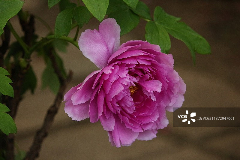 牡丹花图片素材