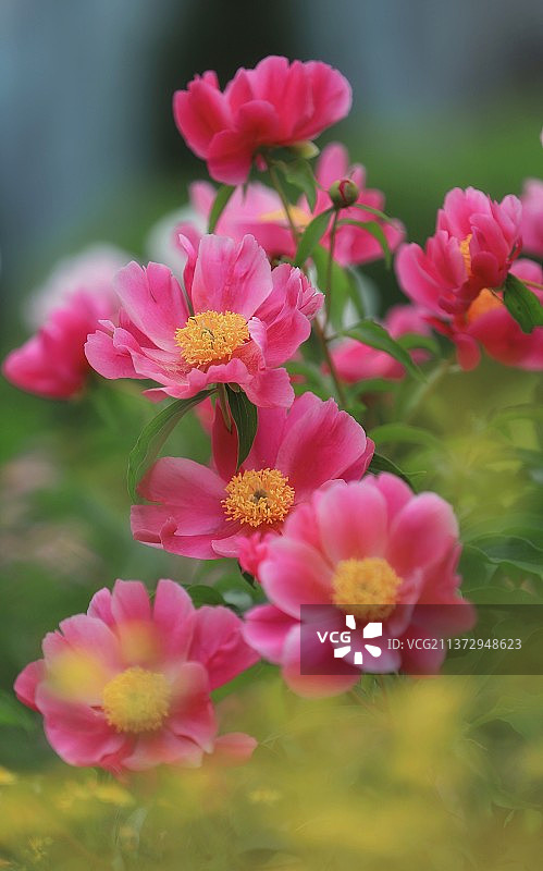 芍药花开图片素材