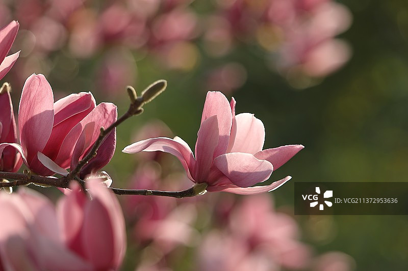 盛开的玉兰花图片素材