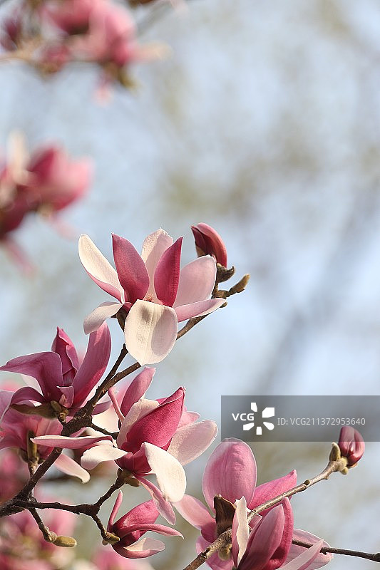 盛开的玉兰花图片素材