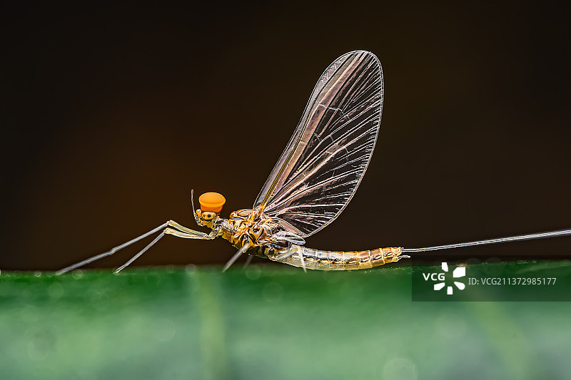 蜉蝣图片素材