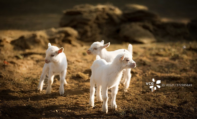 春日的三羊开泰图片素材