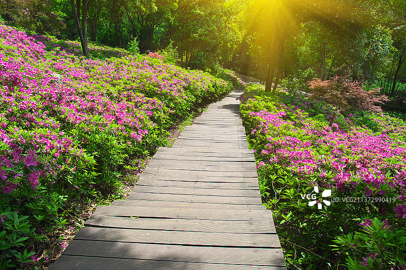 湖北武汉东湖磨山风景区春季风光图片素材