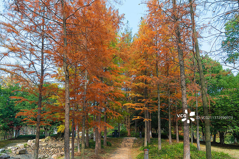湖北武汉汉阳月湖公园深秋风光图片素材