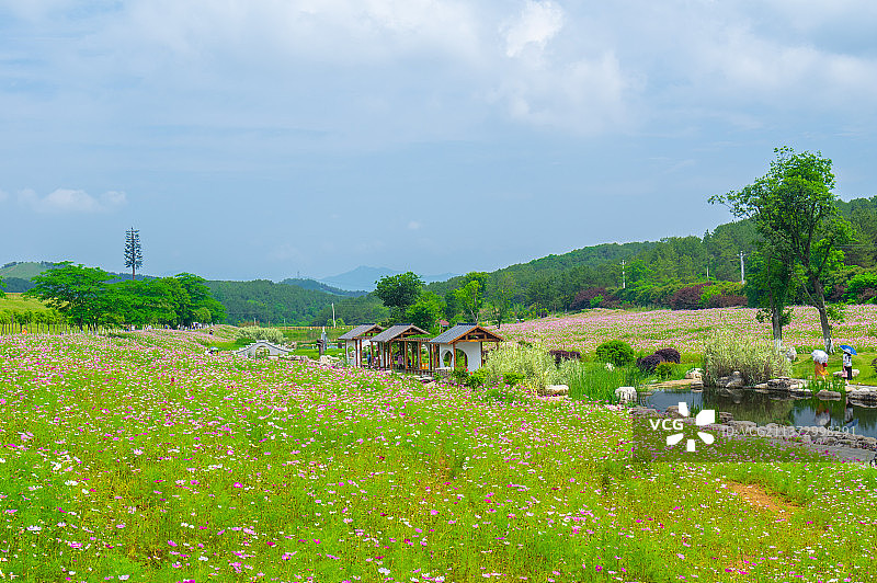 湖北武汉木兰草原风景区初夏风光图片素材