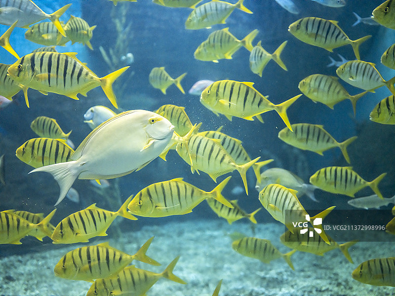 从右游到左的金黄色热带鱼鱼群图片素材