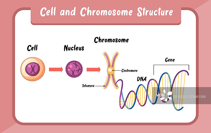 细胞与染色体结构信息图图片素材