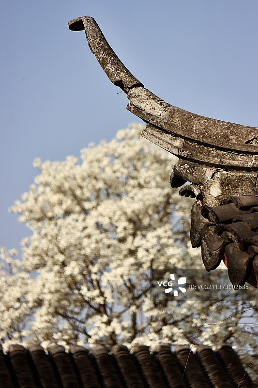 苏州·艺圃·玉兰花图片素材