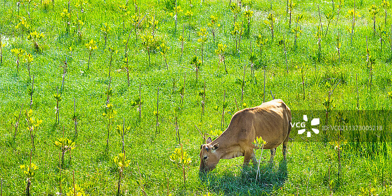 春分春天草地草场草畔黄牛牛犊耕牛图片素材