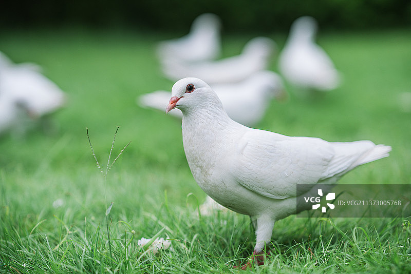 鸽子图片素材