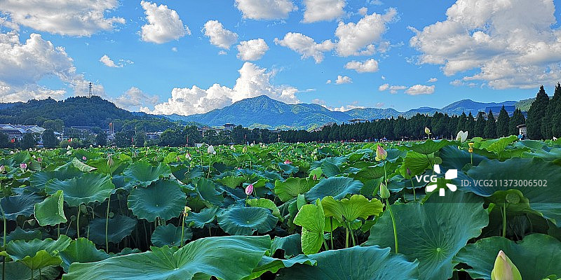 夏图片素材