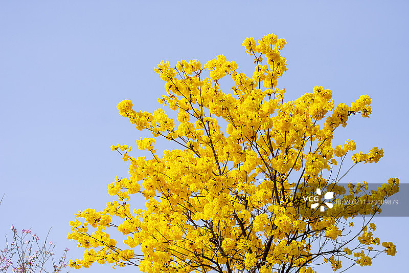 黄花风铃木图片素材