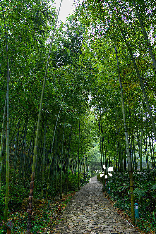 江苏宜兴竹海风景区夏日风光图片素材