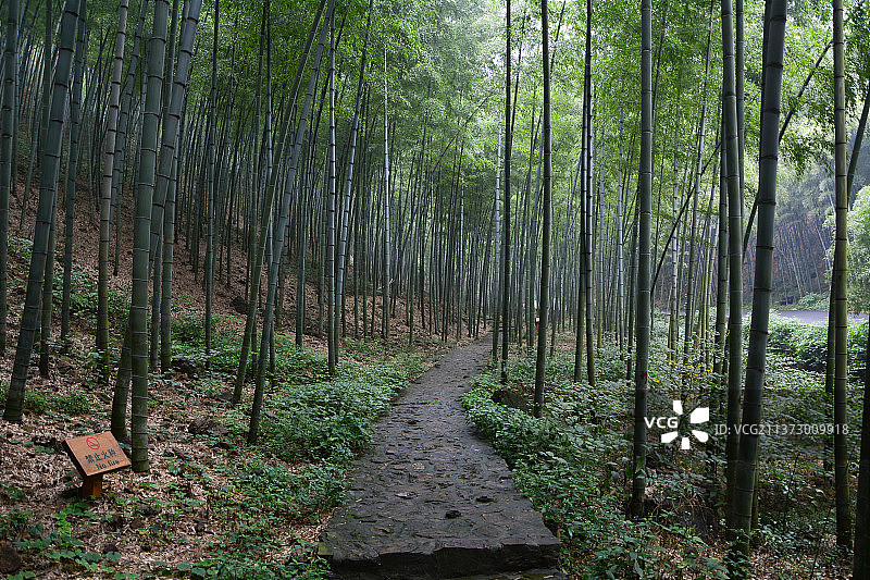 江苏宜兴竹海风景区夏日风光图片素材