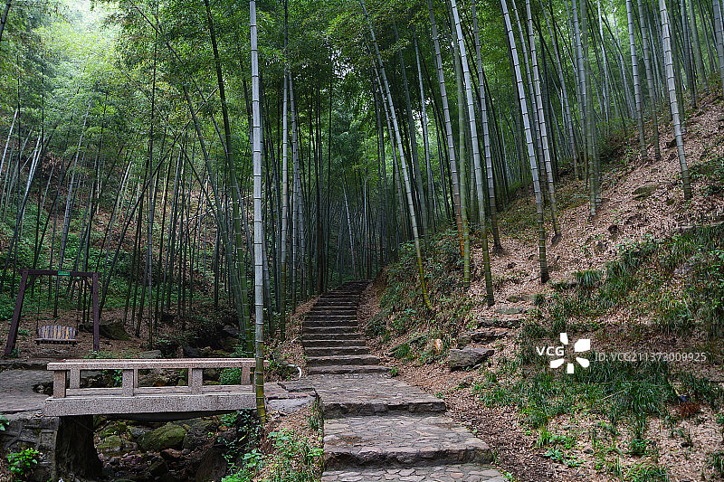 江苏宜兴竹海风景区夏日风光图片素材