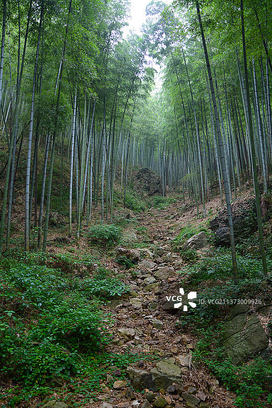 江苏宜兴竹海风景区夏日风光图片素材