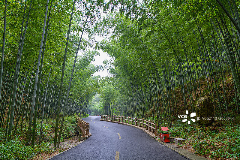 江苏宜兴竹海风景区夏日风光图片素材